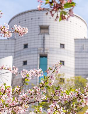 Hanyang University Campus Flowers